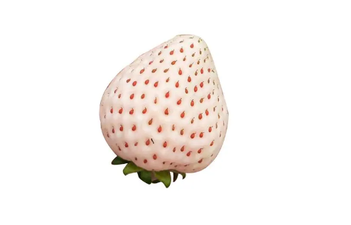 草莓|白草莓是转基因食品吗