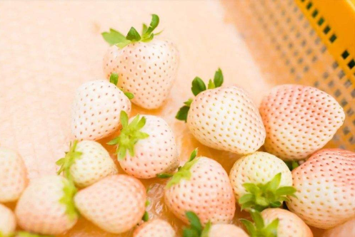 草莓|白草莓是转基因食品吗