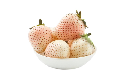 草莓|白色草莓是什么品种