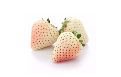 草莓|白色草莓是什么品种