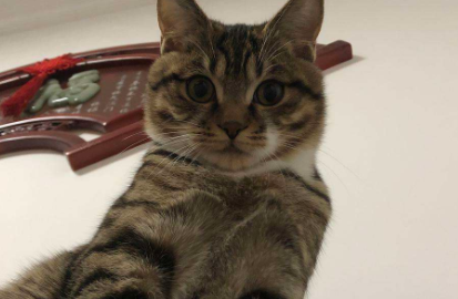 狸花猫|狸花猫什么行为算是认主人