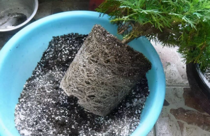 花盆土|花盆土有白毛毛咋回事