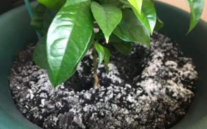 花盆土|花盆土有白毛毛咋回事