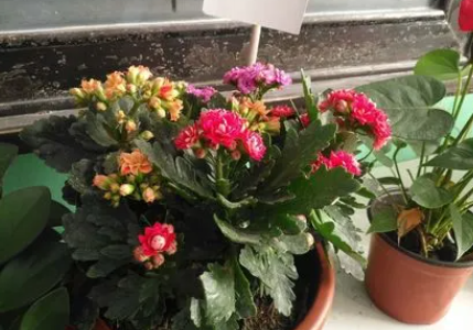 鲜花|鲜花蔫了怎么恢复