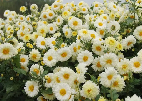 清明节|2022年清明扫墓上坟用真花还是假花