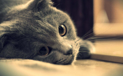 猫咪|猫咪能看到主人的样子吗