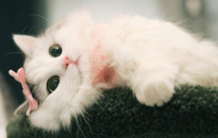 猫咪|猫咪能看到主人的样子吗