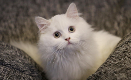 猫咪|猫咪能看到主人的样子吗