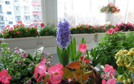 花上|花上有腻虫除了药还有什么办法
