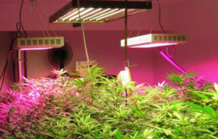 植物|植物补光灯和普通照明灯有什么区别