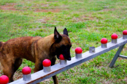 军犬|中国的军犬有哪种