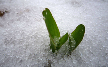 雪水|雪水浇花好不好