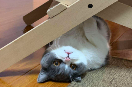 猫咪|猫咪最多可以饿几天