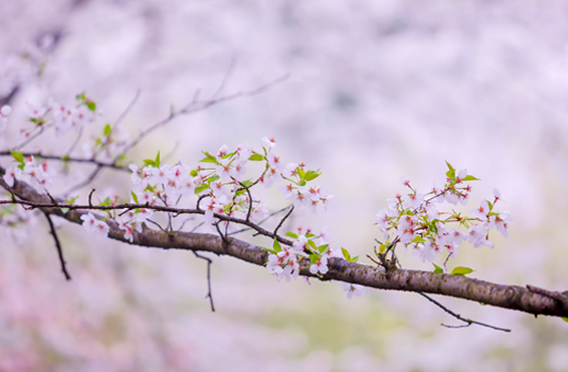 武汉|3月份武汉的樱花开了吗