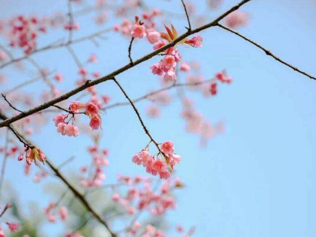 武汉|3月份武汉的樱花开了吗