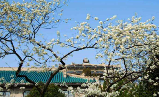 武汉|3月份武汉的樱花开了吗
