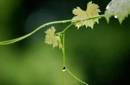 上半年|2022年上半年雨水多不多