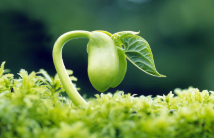种子|种子发芽后为啥变黄