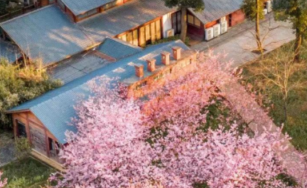 武汉|东湖樱花消费券怎么领取2022