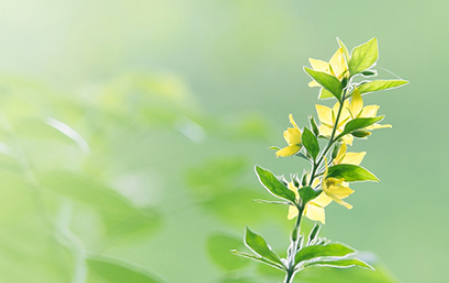 清明节|2022清明节不能去别人家吃饭吗