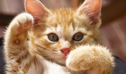 猫毛|猫毛沾屎怎么能擦干净