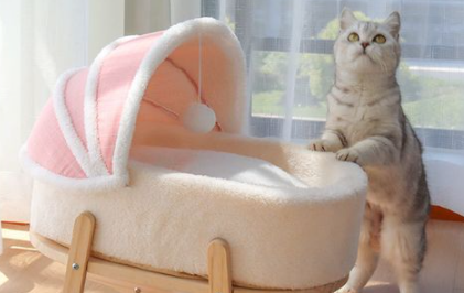 猫咪|猫咪睡床上会不会对我身体不好