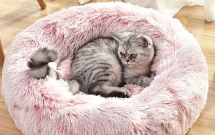 猫咪|猫咪睡床上会不会对我身体不好