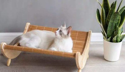 猫咪|猫咪睡床上会不会对我身体不好
