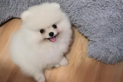 博美|博美一天吃多少狗粮