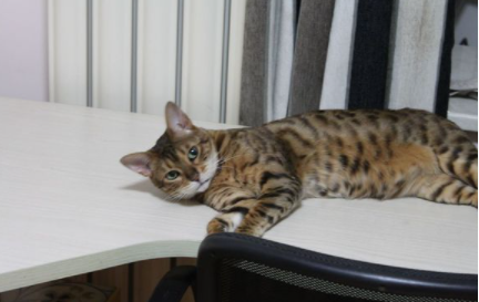 土猫|土猫可以吃猫粮么