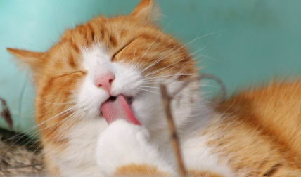 小猫|小猫拉屎很臭怎么回事