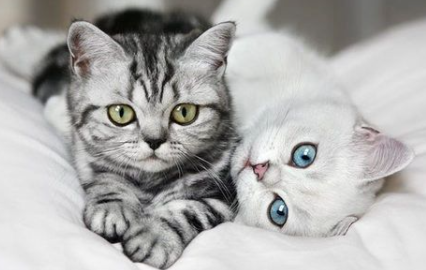 小猫|小猫拉屎很臭怎么回事