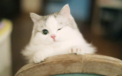 母猫|母猫不出门要绝育吗