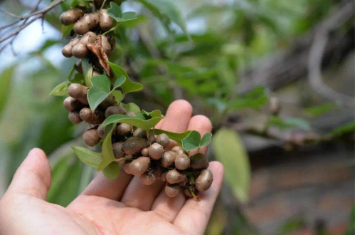 山药豆|山药豆发芽可以种植吗