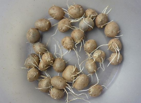 山药豆|山药豆发芽了是绿芽还是白芽