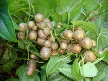 山药豆|山药豆怎么保存不发芽