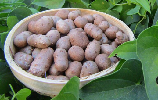 山药豆|山药豆是山药的种子还是果实