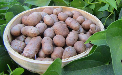 山药豆|山药豆和山药是一个品种吗