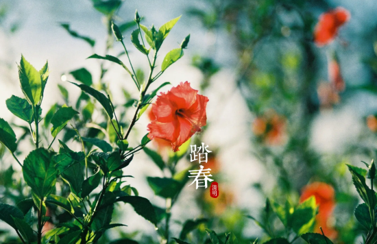 清明节|2022清明节和复活节是同一天吗