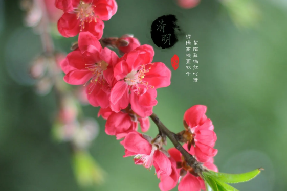 清明节|清明节小孩晚上能出门吗
