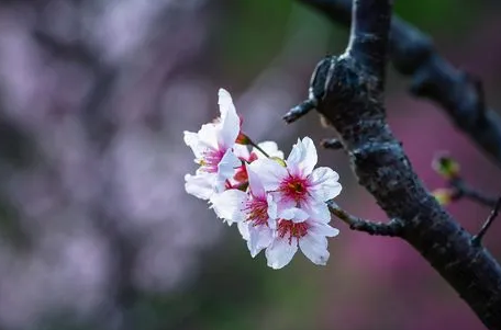 樱花|2022去看樱花怎么发朋友圈最新