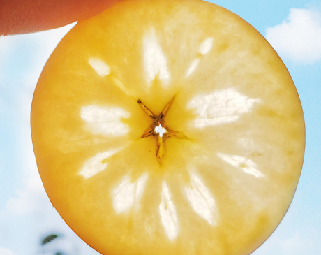 丑苹果|丑苹果就是野生苹果吗