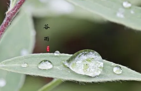 谷雨|2022谷雨过后天气还会冷吗