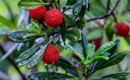 梅雨季节|2022年深圳梅雨季节是什么时间