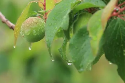 杭州|2022杭州梅雨季节是哪几个月