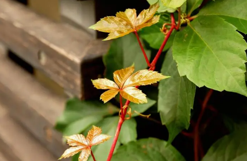 杭州|2022杭州梅雨季节是哪几个月