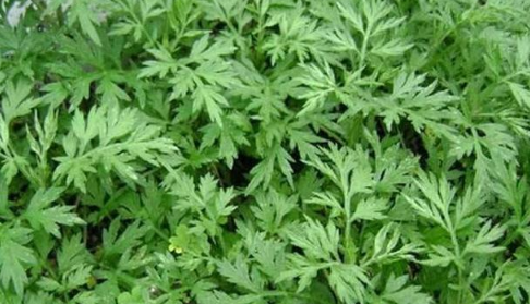 端午节|2022端午节什么时候在门上挂艾草