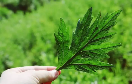 端午|2022端午挂在门上的草挂什么位置