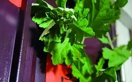 端午节|2022端午挂艾草挂一把行吗