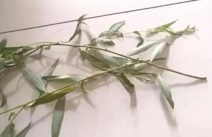 清明节|2022清明节门上什么时候插柳枝